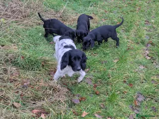 Springador dogs Springer/ Labrador - Advert 1