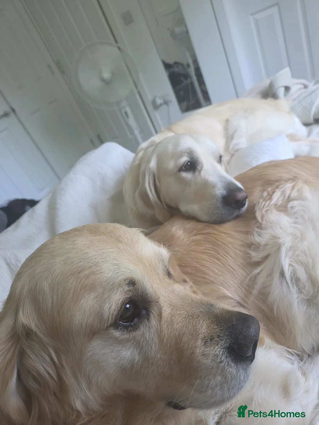 Golden Retriever dogs for sale: Adorable Golden Retriever Puppies for Sale! - Advert 18