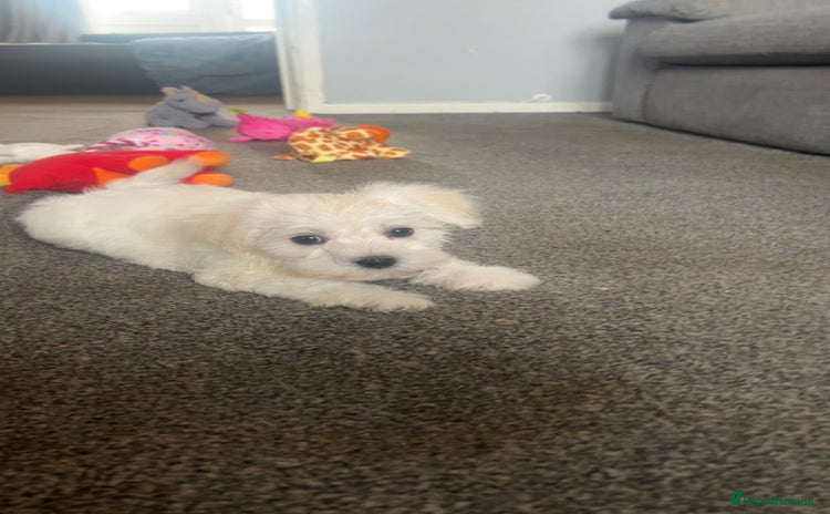Maltese dogs - Advert 1
