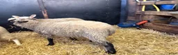 Sheep livestock for sale: Ewe Lambs - Advert 9