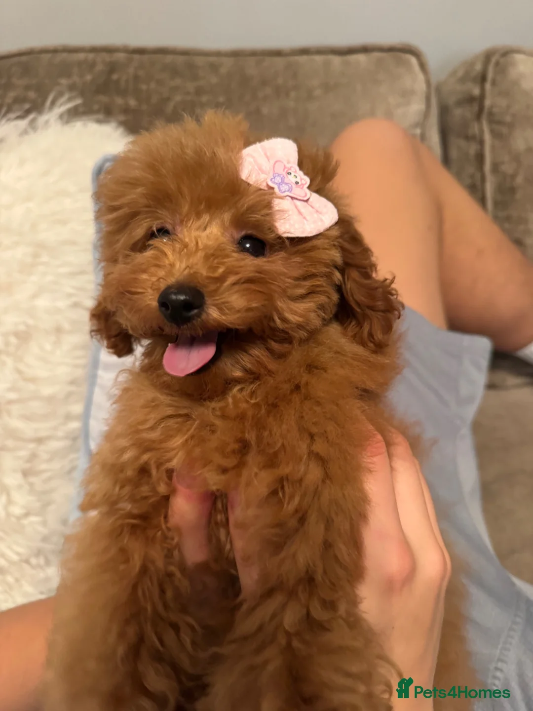 Toy Poodle dogs for sale: FCI toy poodle show line TINY pet only - Advert 5