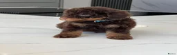 Toy Poodle dogs for sale: Stunning chocolate phantom toy Poodle Litter  - Advert 6