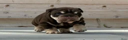 English Bulldog dogs for sale: Outstanding Litter of English Bulldogs - Advert 9