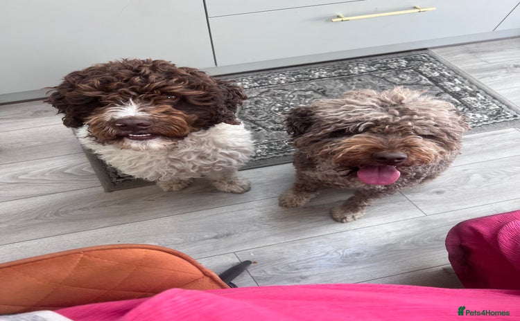Lagotto Romagnolo dogs - Advert 1