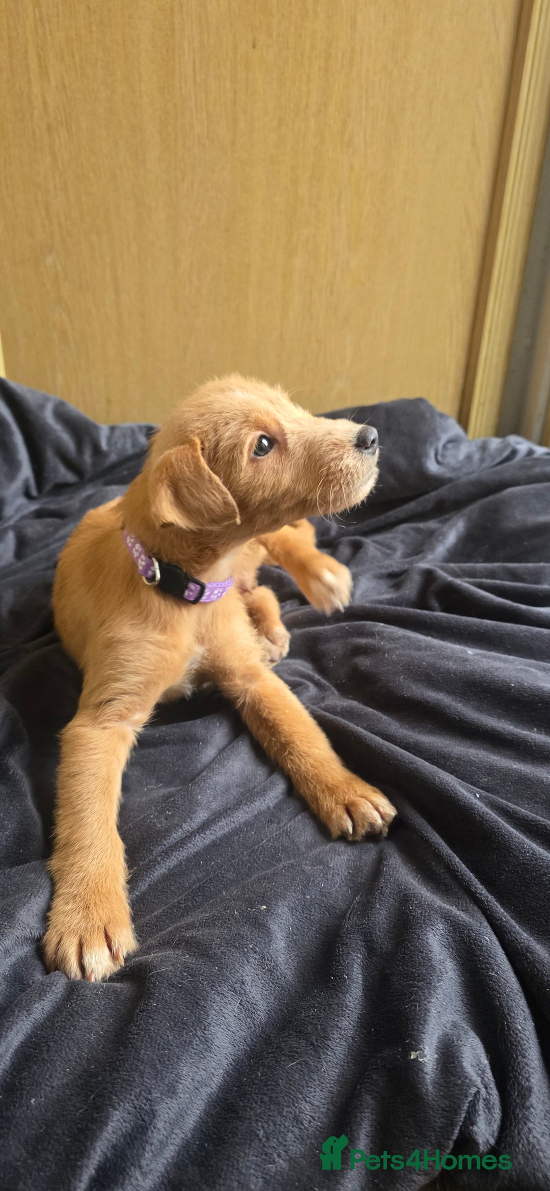Irish Terrier dogs for sale: Five puppies for sale  - Advert 13