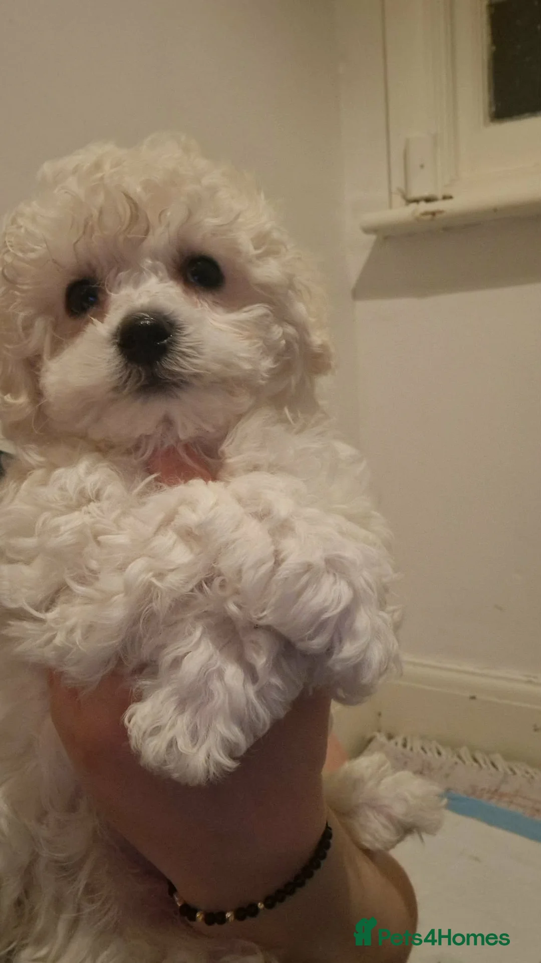 Havanese dogs for sale: Bichon Havanese Puppy in Wembley - Advert 12