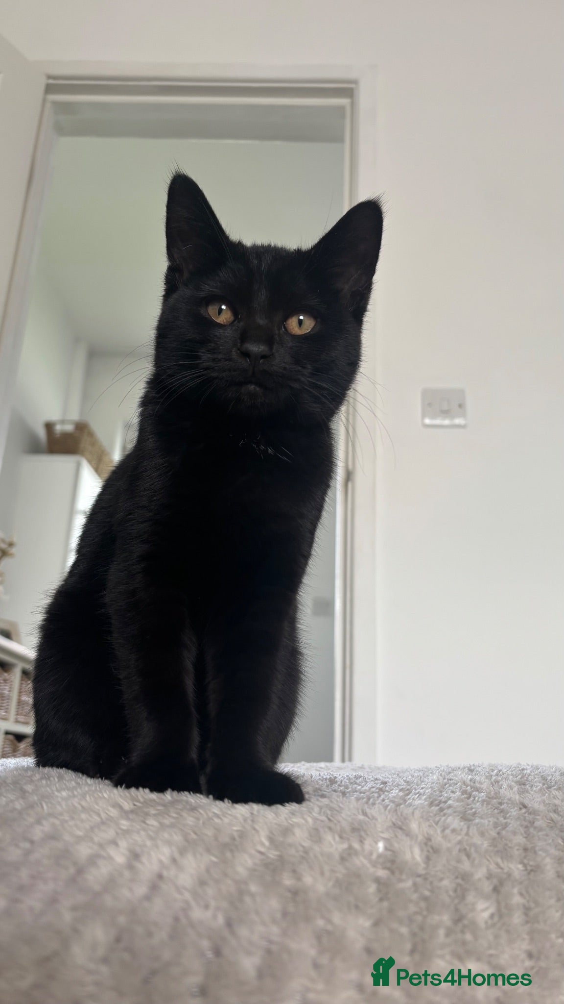 Mixed Breed cats Minnie - READ DESCRIPTION  - Advert 4
