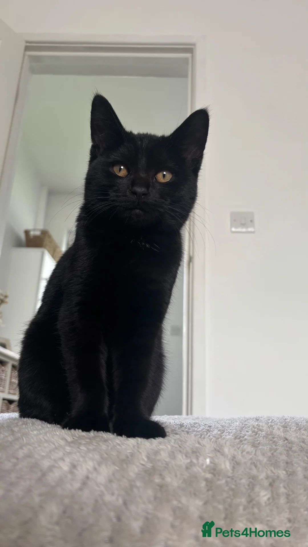 Mixed Breed cats for sale: Minnie - READ DESCRIPTION  in Wrexham - Advert 1