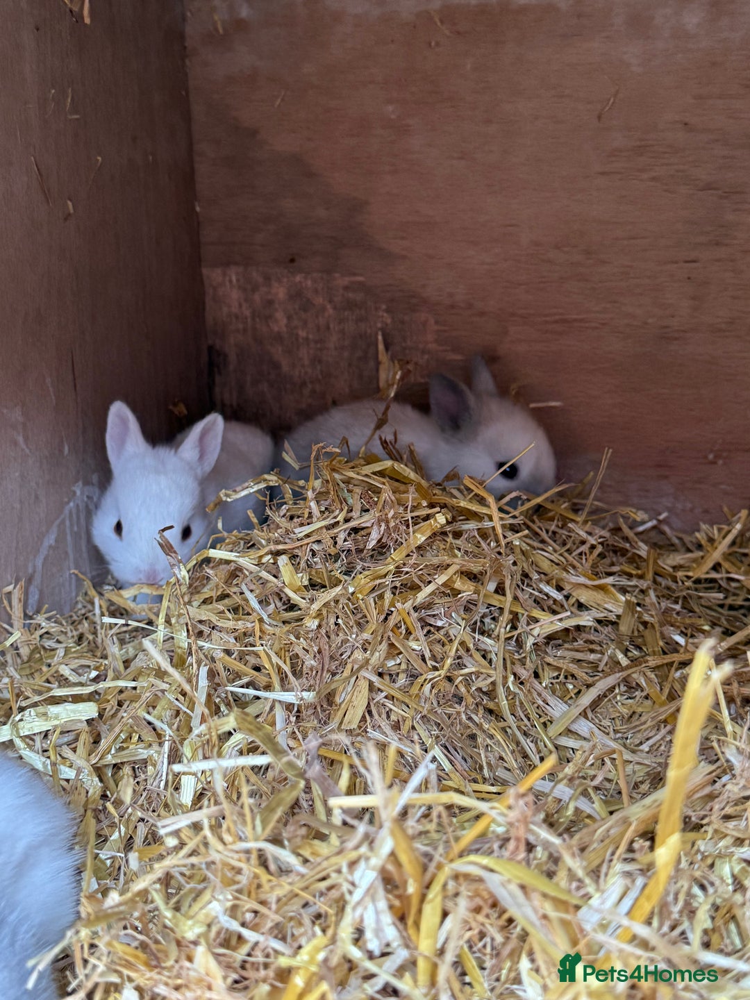 Lionhead rabbits for sale: 4x beautiful lion head bunnies for sale - Image 4