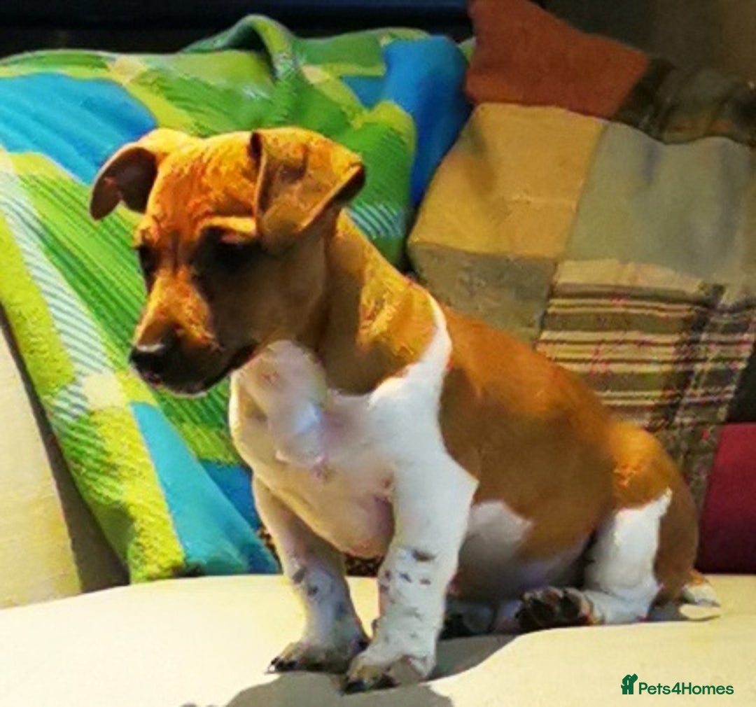 Jack Russell dogs for sale: Super quality vet docked working Jack Russells - Image 15