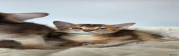 Abyssinian cats for sale: 🔥 TICA Registered Abyssinian Kittens - Advert 24