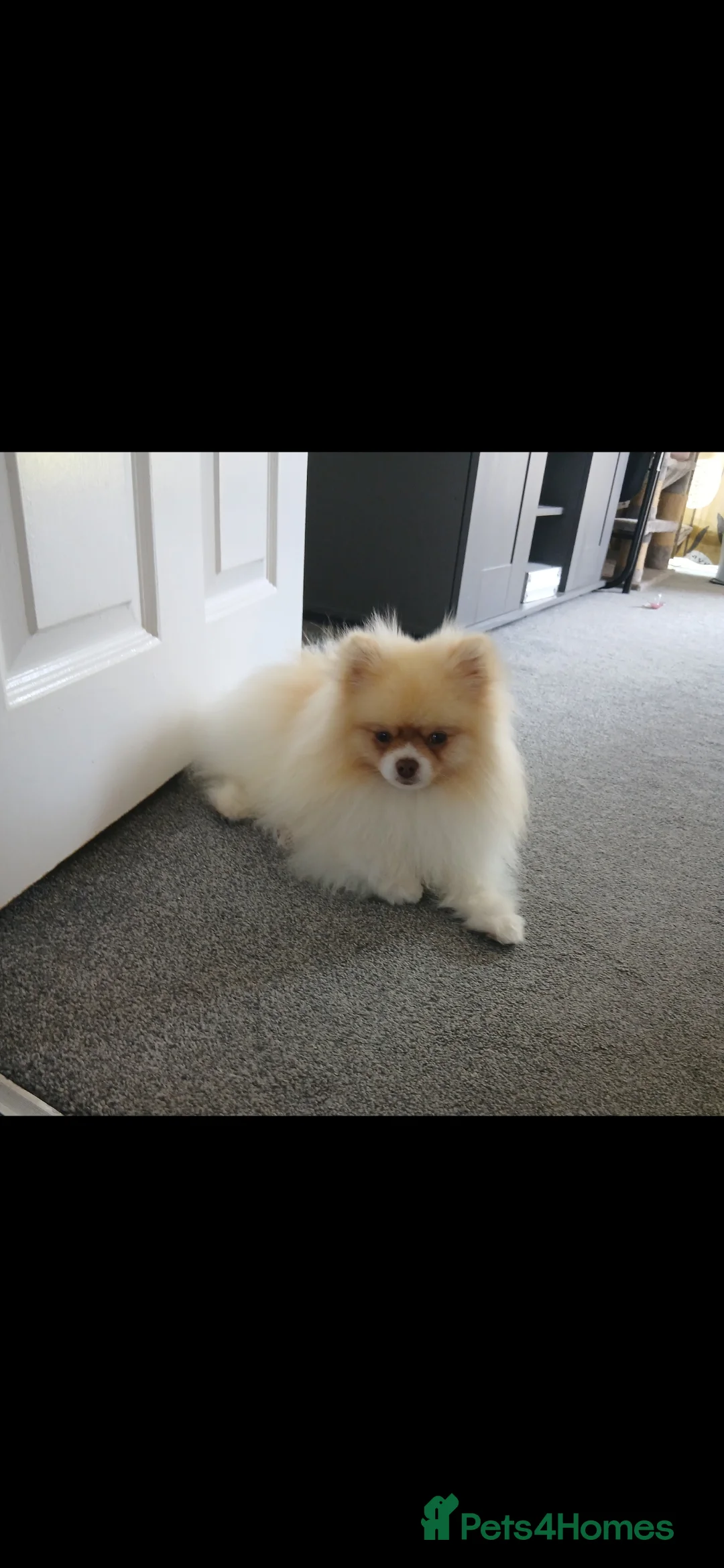 Pomeranian dogs for stud: Stunning KC registered pedigree STUD  - Advert 3