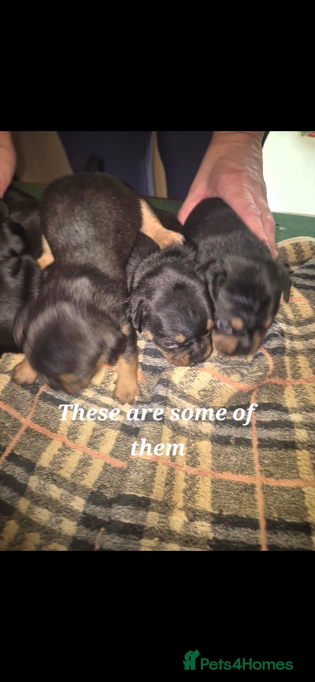 Mixed Breed dogs for sale: French bulldog x jack russell - Advert 5