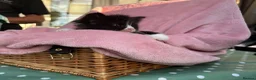 Mixed Breed cats for sale: ***British longhair cross flamepoint ragdoll*** - Advert 7