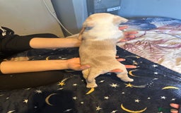 American Bully dogs for sale: ABKC REGISTERED Pocket Exotic/Extreme Bully PUPS! - Image 10