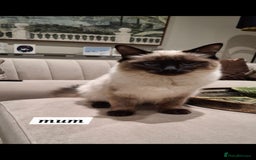 Ragdoll cats for sale: 🌸 Adorable Ragdoll Kittens 🌸 - Image 5