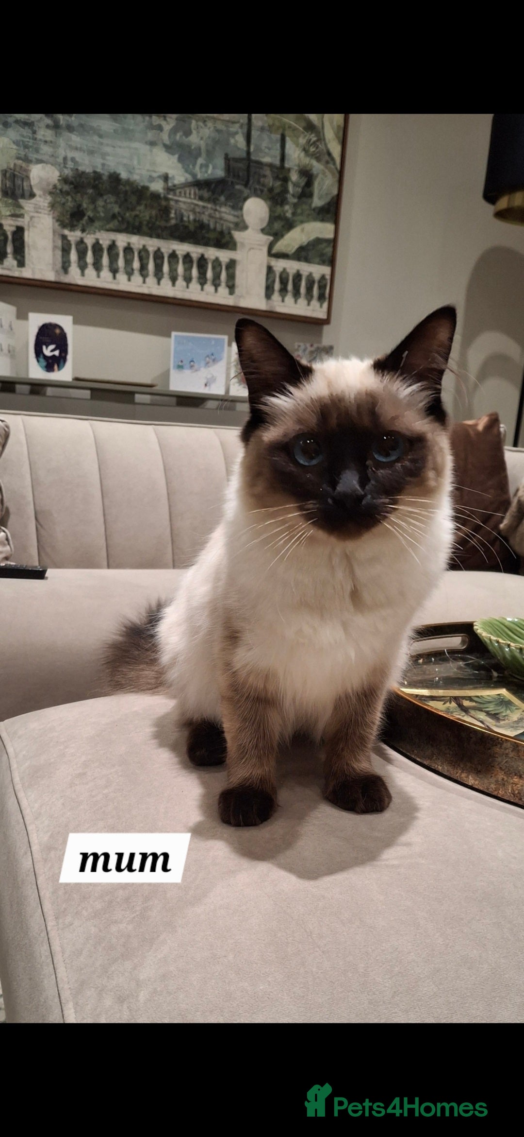 Ragdoll cats for sale: 🌸 Adorable Ragdoll Kittens 🌸 - Image 5