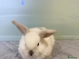 Mini Lop rabbits Magpie Mini lops bunnies - Advert 22