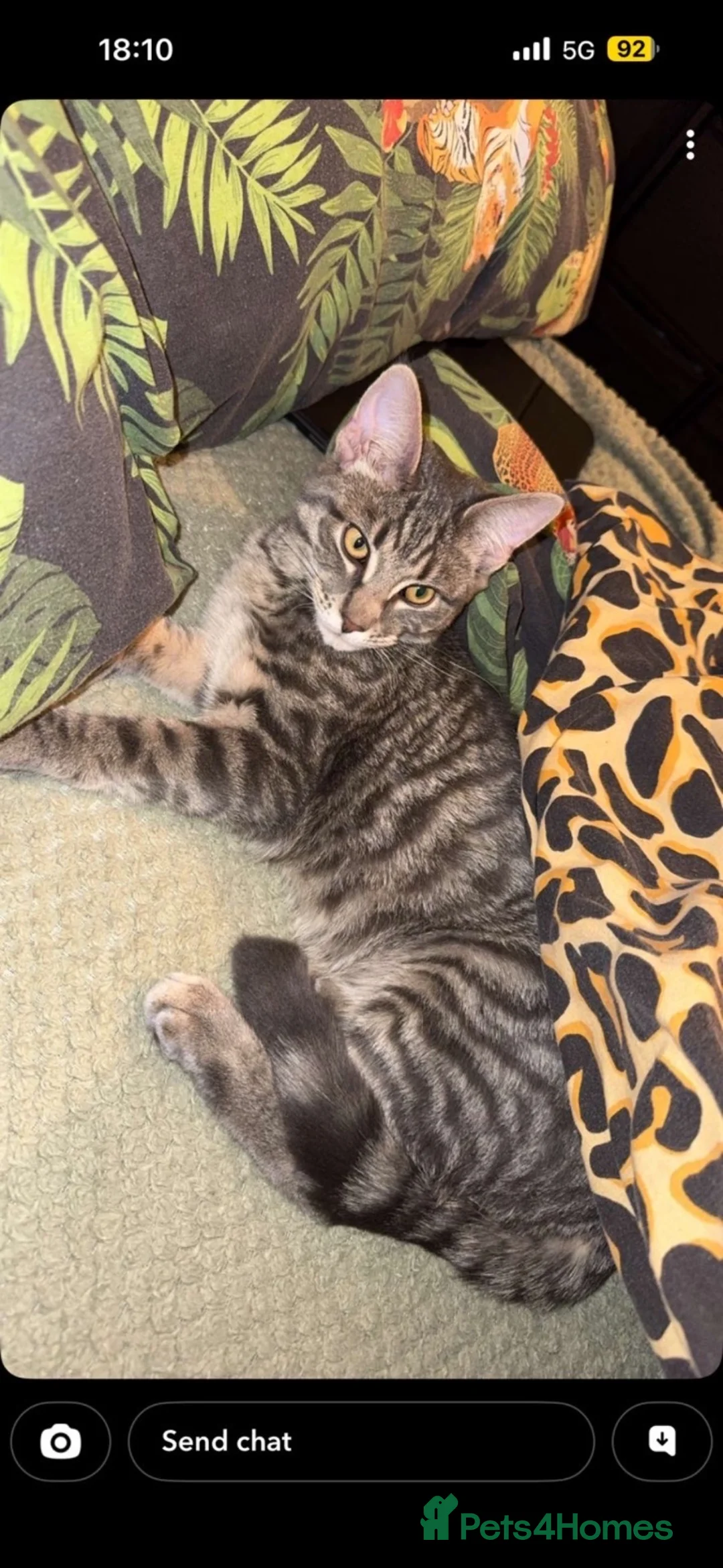 Mixed Breed cats for sale: Bruce — Professional Cuddle & Food Expert in Dunfermline - Advert 1