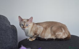Siamese cats for sale: 🧬F1 BENAMESE KITTENS🧬 1 LITTLE BOY LEFT - Image 8