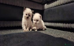 Ragdoll cats for sale: Ragdoll babies  - Image 21