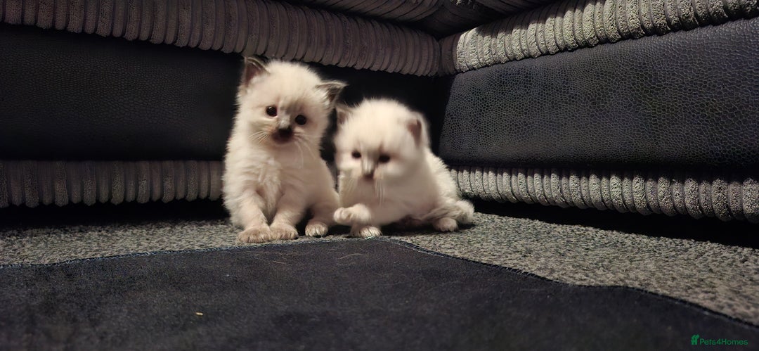 Ragdoll cats for sale: Ragdoll babies  - Image 21