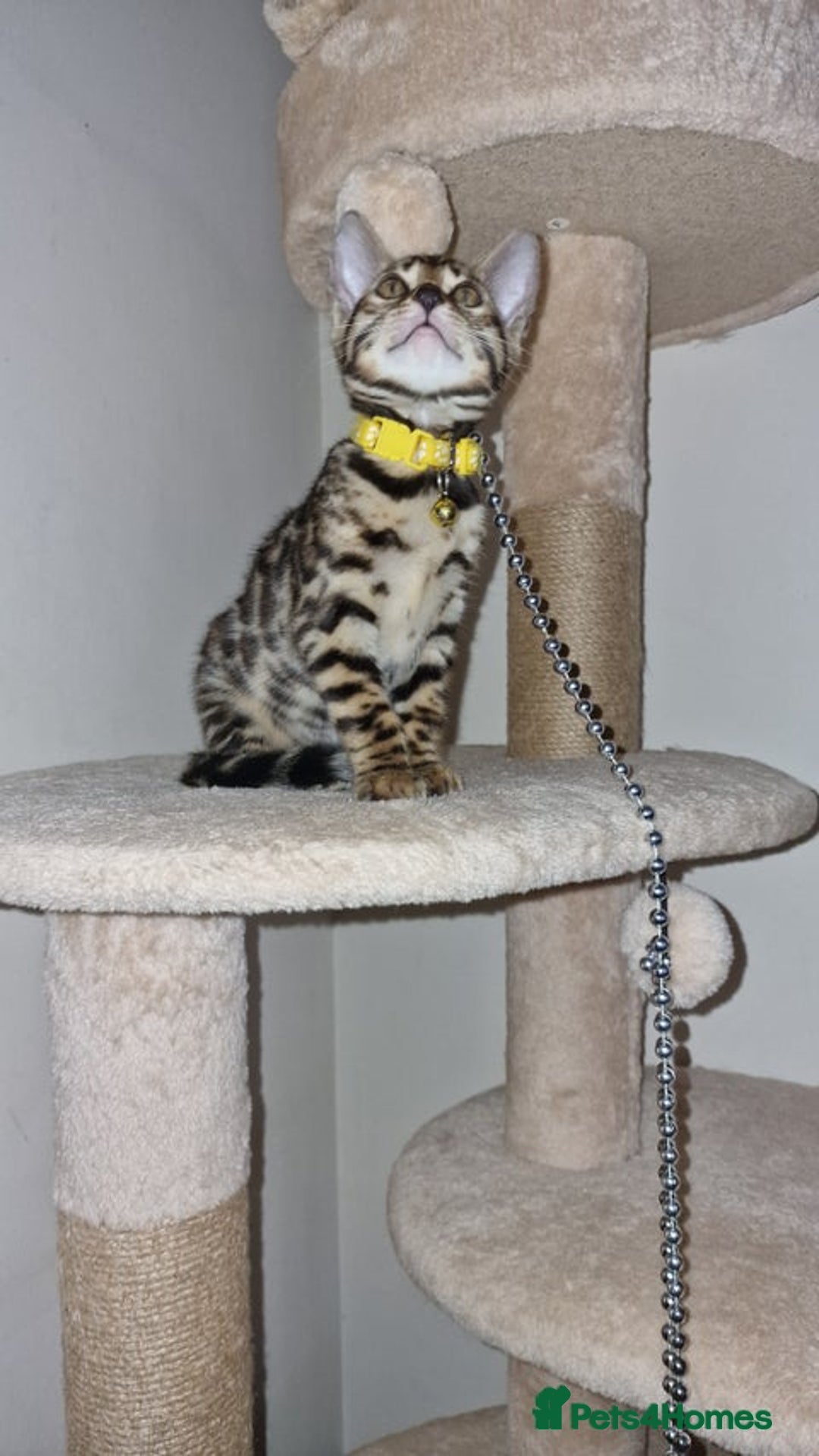 Bengal cats for sale: Two gorgeous Bengals girls  😻😻❤️ - Image 5