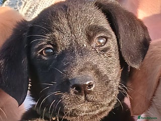 Labrador Retriever dogs - Advert 26