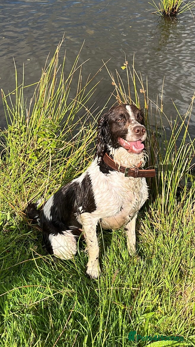 English Springer Spaniel dogs Dave. - Advert 10