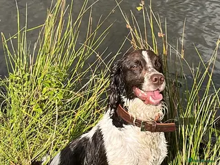 English Springer Spaniel dogs Dave. - Advert 10