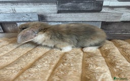 Mini Lop rabbits for sale: ⭐️Pure Breed Holland lops⭐️ - Image 4