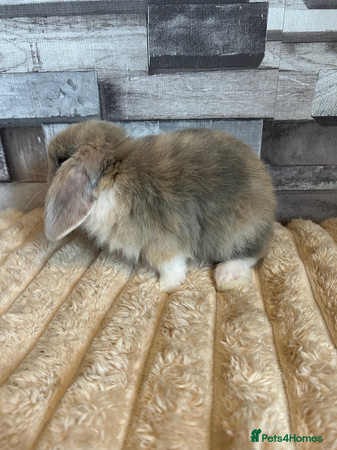 Mini Lop rabbits for sale: ⭐️Pure Breed Holland lops⭐️ - Image 4