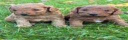 Cockapoo dogs for sale: Gorgeous F1b Cockapoos 5⭐️ Licensed Breeder DNA  - Advert 2