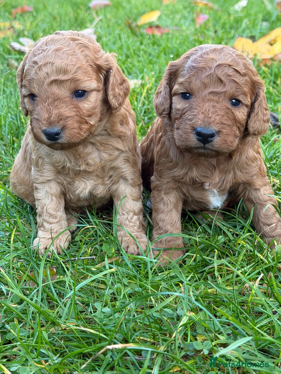 Cockapoo dogs for sale: Gorgeous F1b Cockapoos 5⭐️ Licensed Breeder DNA  - Advert 2