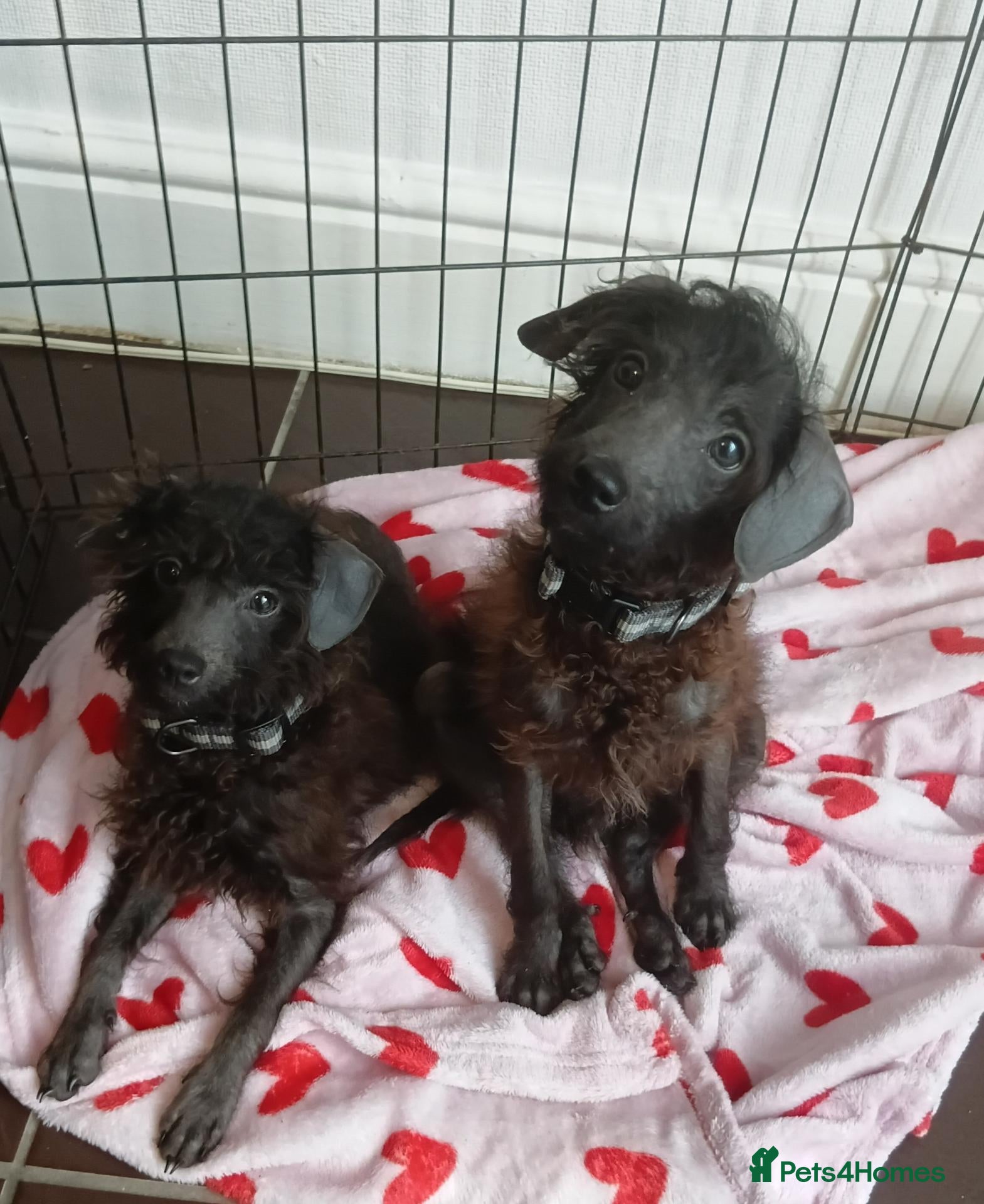 Toy Poodle dogs ❤️gorgrous pups 🥰REDUCED🏡❤️ - Advert 7