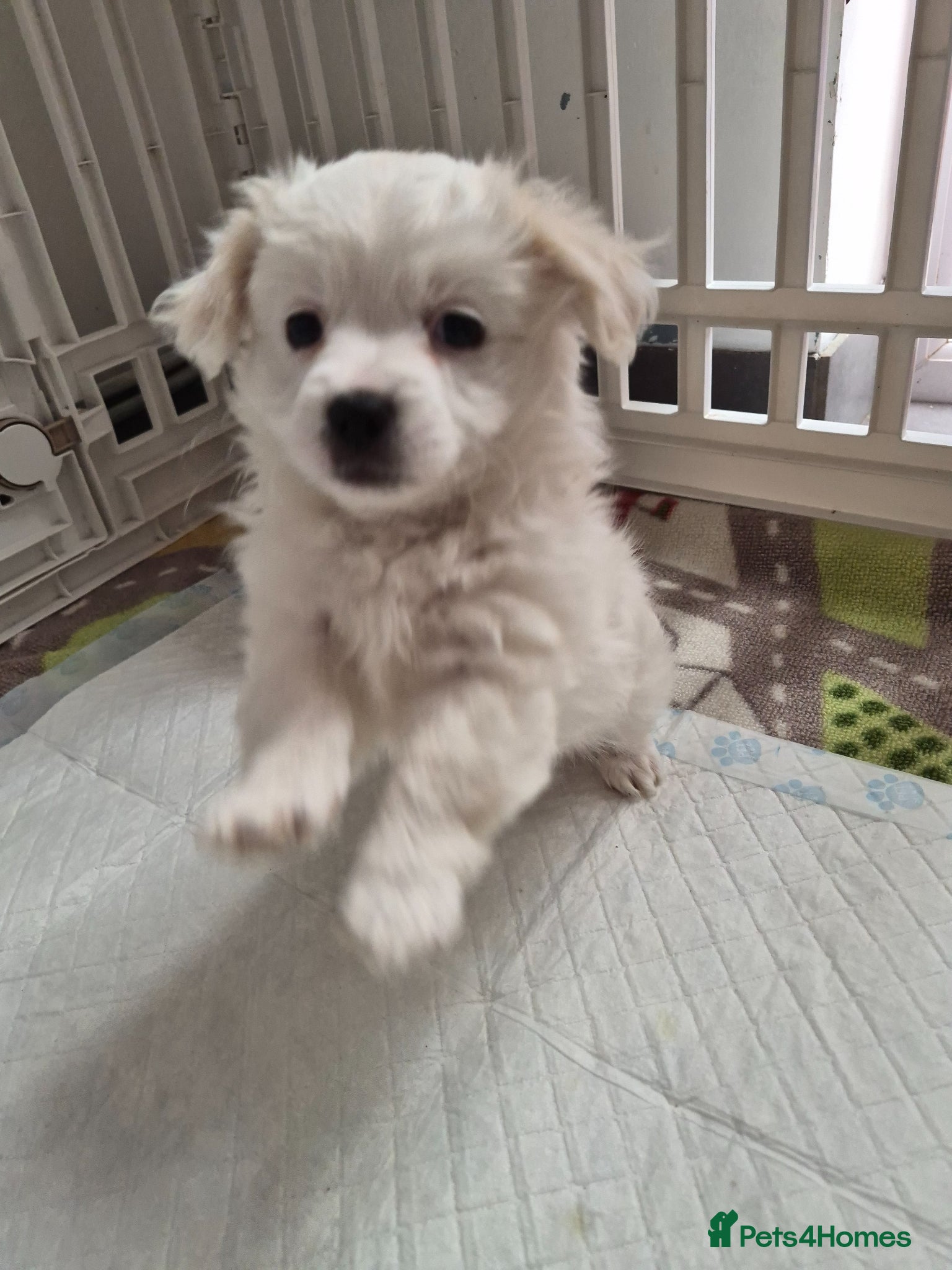 Bichon Frise dogs Adorable mini bichon frise puppies  - Advert 2