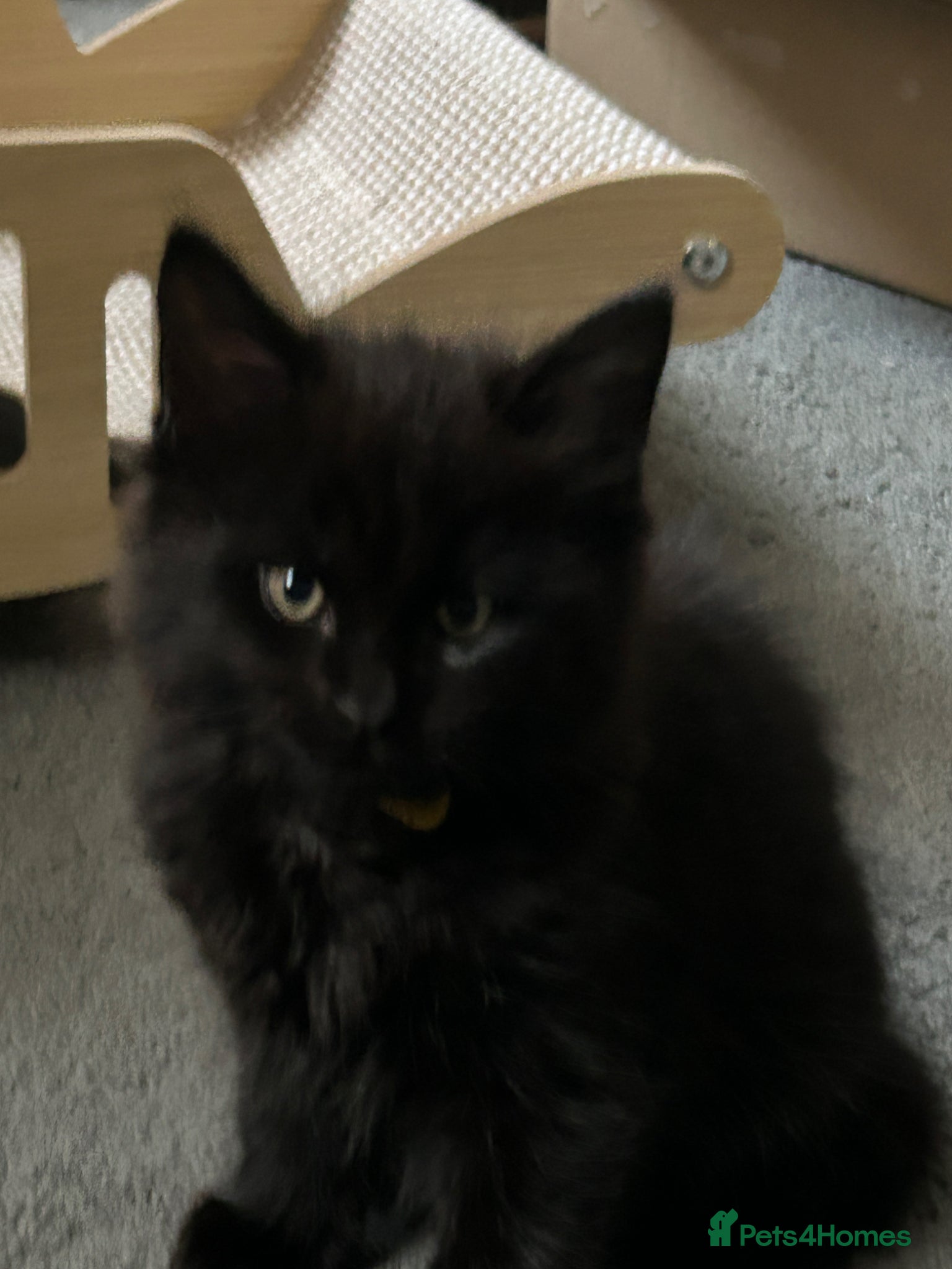 Mixed Breed cats Maine coon X British short hair - Advert 2