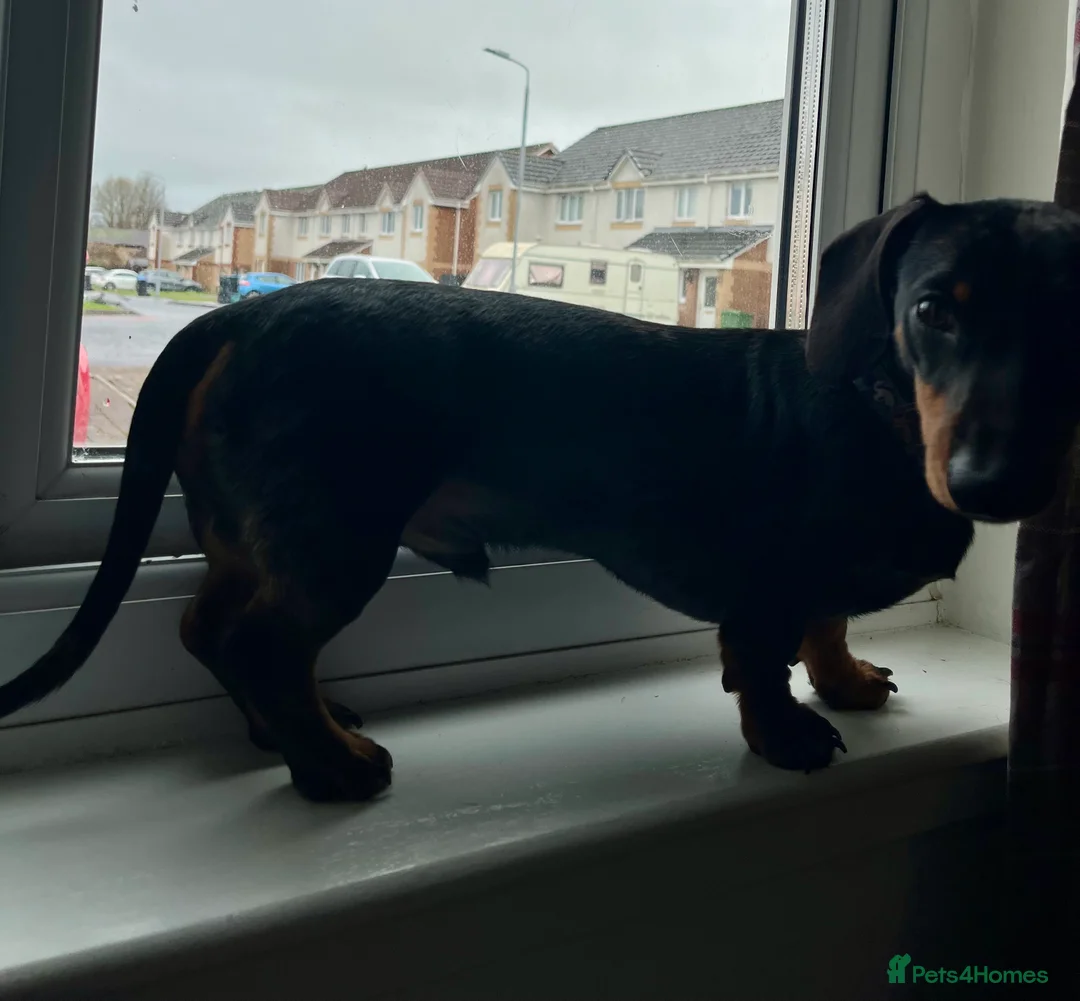 Dachshund dogs for stud: Miniature silver dapple at stud  in Darvel - Advert 8