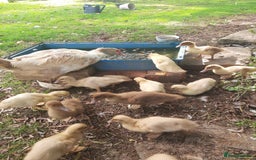 Ducks poultry for sale: Unsexed muscovy ducklings for sale - Image 2
