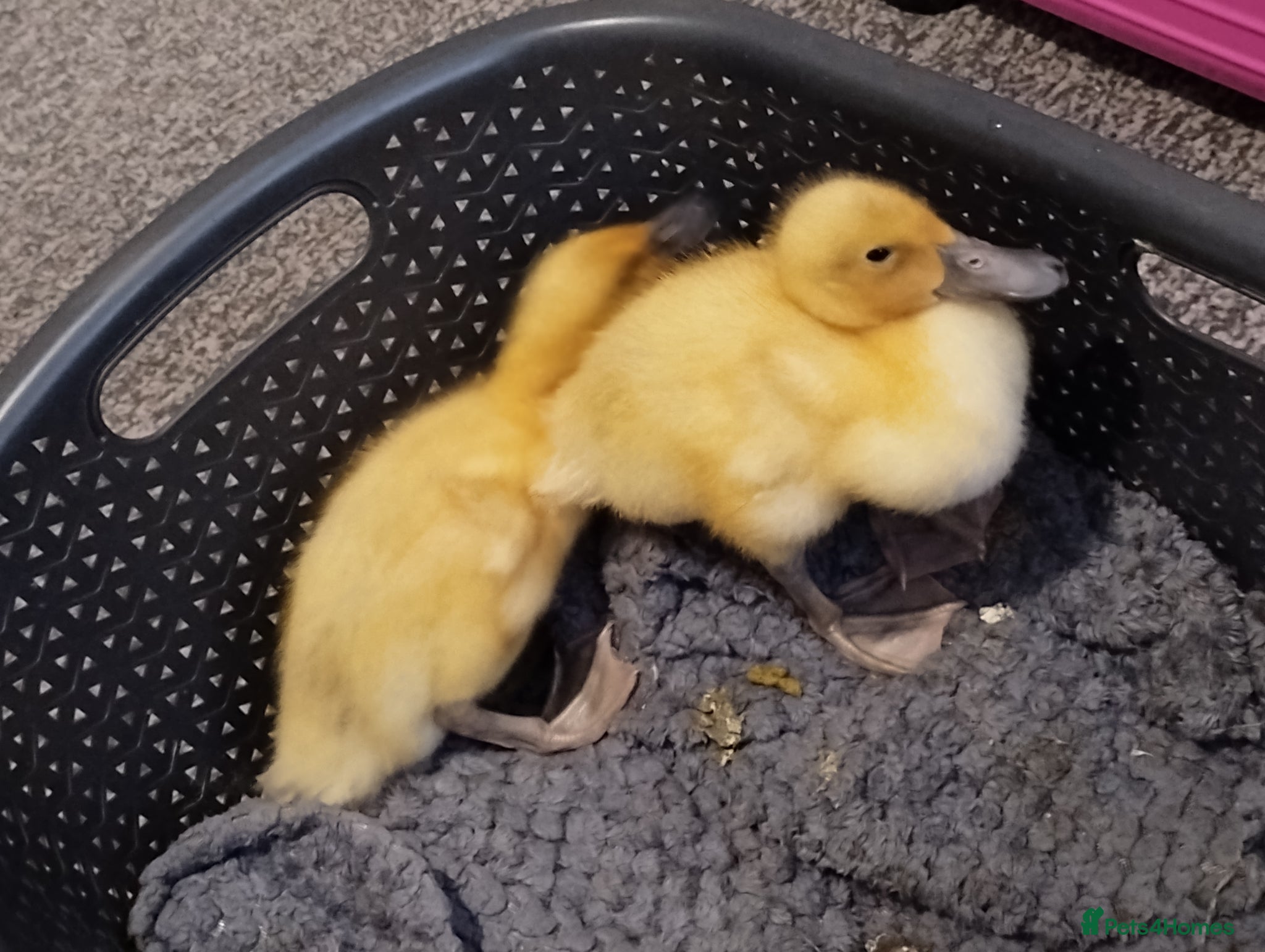 Ducks poultry Aracot Duck - Advert 3