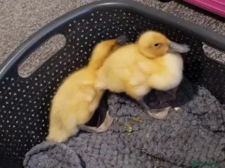 Ducks poultry Aracot Duck - Advert 1