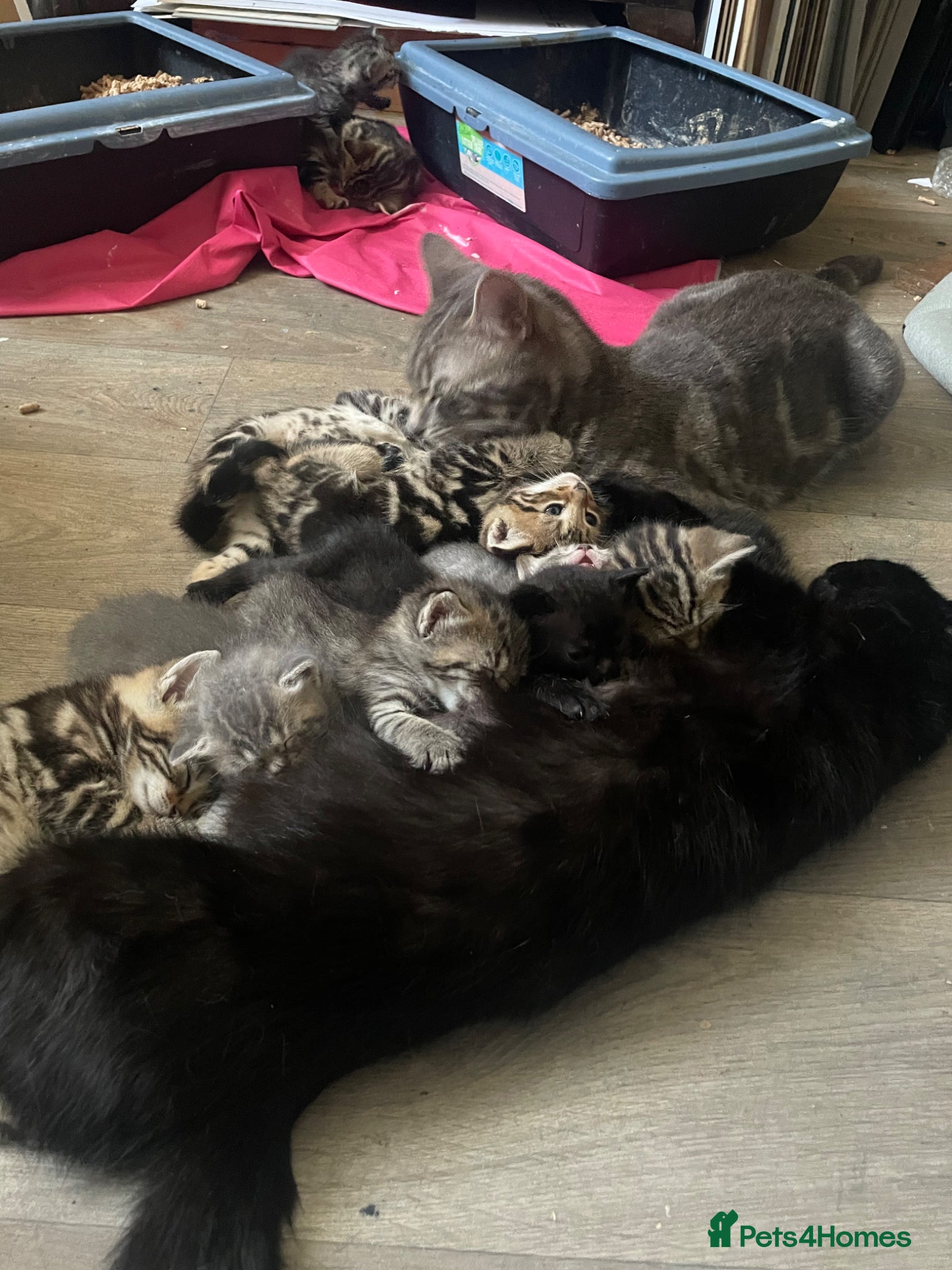 British Shorthair cats for sale: Gorgeous British Shorthair x Bengal kittens in Cheddar - Advert 2