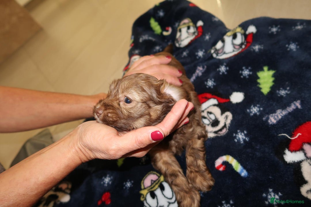 Cockapoo dogs for sale: Beautiful f1b Cockapoo puppy's   - Advert 19