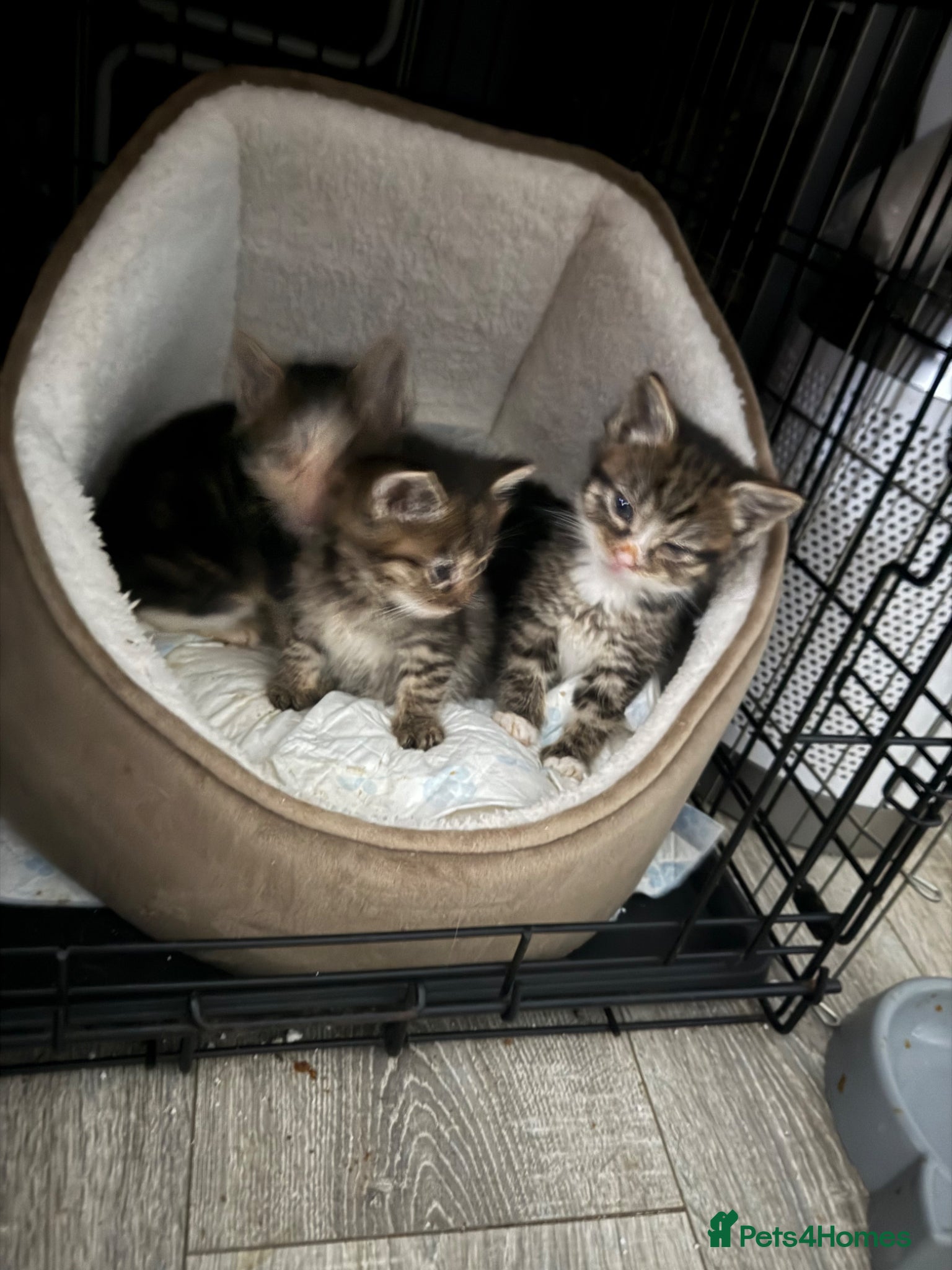 Mixed Breed cats Hand reared kittens - Advert 1