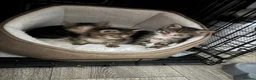 Mixed Breed cats for sale: Hand reared kittens - Advert 1