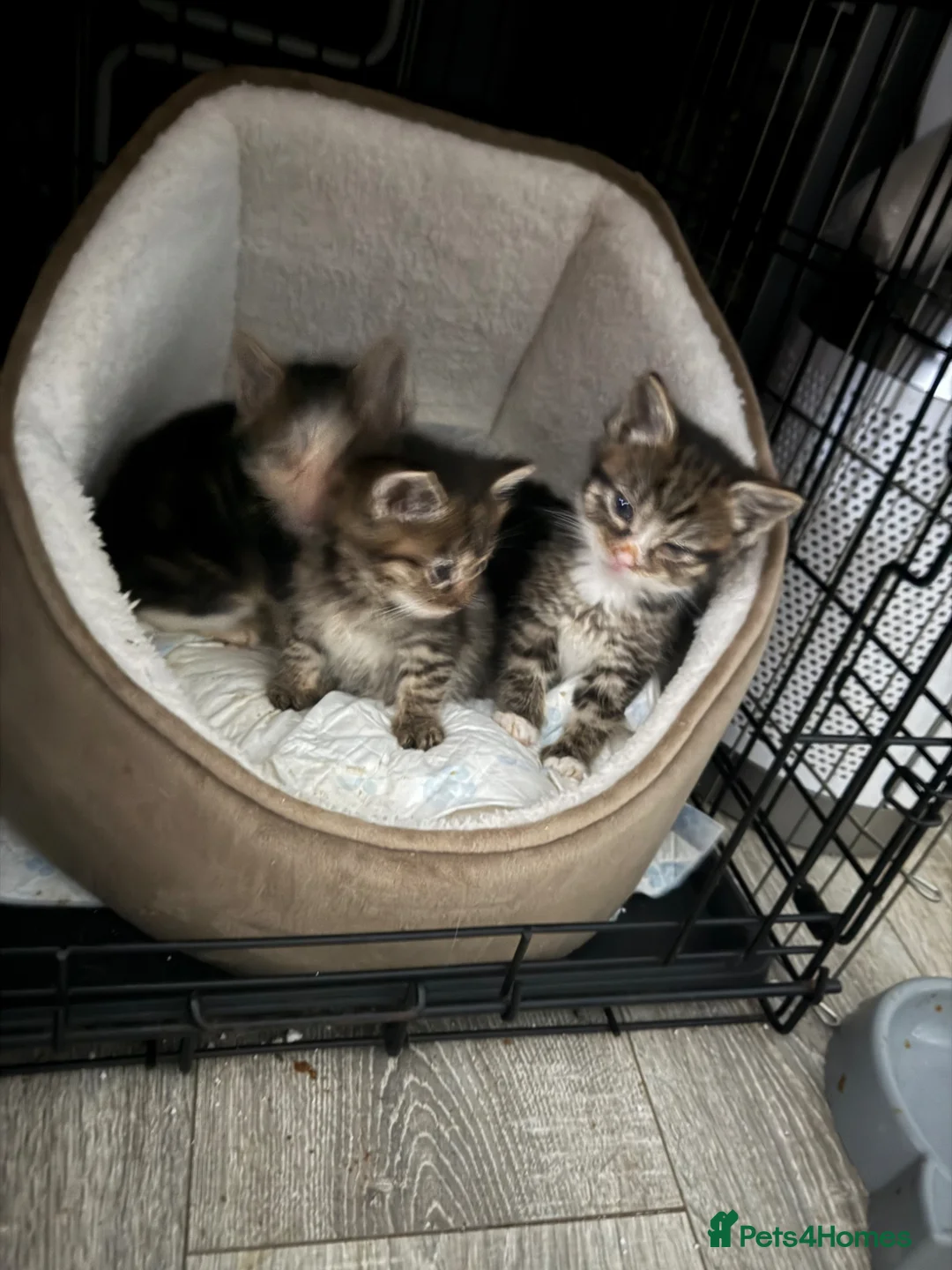 Mixed Breed cats for sale: Hand reared kittens - Advert 1