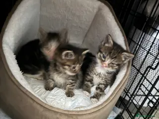 Mixed Breed cats Hand reared kittens - Advert 1