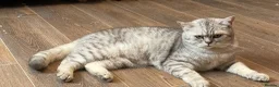 British Shorthair cats for sale: Young silver adult  - Advert 5