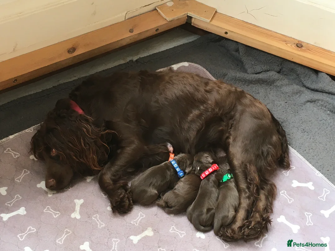 Cocker Spaniel dogs for sale: Beautiful cocker spaniels - Advert 4