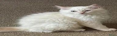 Ragdoll 1